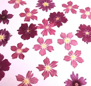 10 adet/grup Doğal Örnekler Kurutulmuş Çiçek Malzemeleri Kart Mum Yapımı için Kristal Tutkal