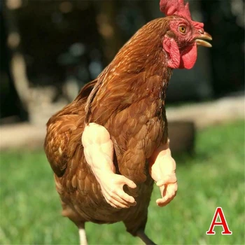 Kas Tavuk Kolları Gag Hediye Tavuk Kolları Tavuk giymek Kas Kolları Pet Tavuk Dekor Temalı Parti Çiftlik Hayvan Kaynağı